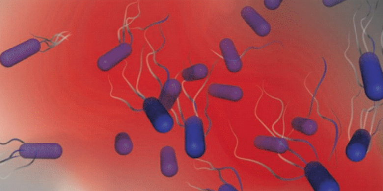 Ilustrasi bakteri vampir yang tertarik dengan darah manusia 
