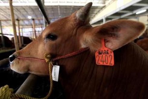 Kalau Niat, Menabung Rp 10.000 Sehari Bisa Qurban Tiap Tahun