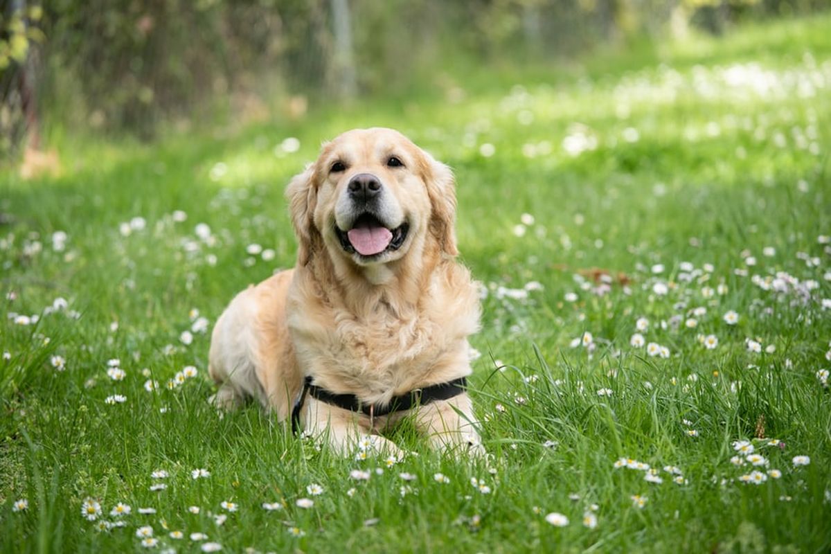 Ilustrasi anjing di taman, ilustrasi Labrador Retriever.
