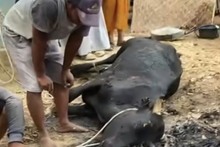 Bakar Sampah di Kandang, Sapi di Sampang Mati Terpanggang