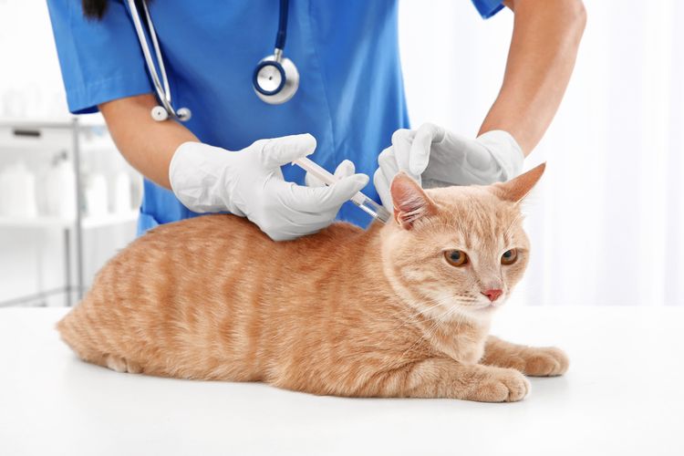 Ilustrasi vaksinasi kucing, dokter hewan sedang melakukan vaksinasi terhadap kucing. 