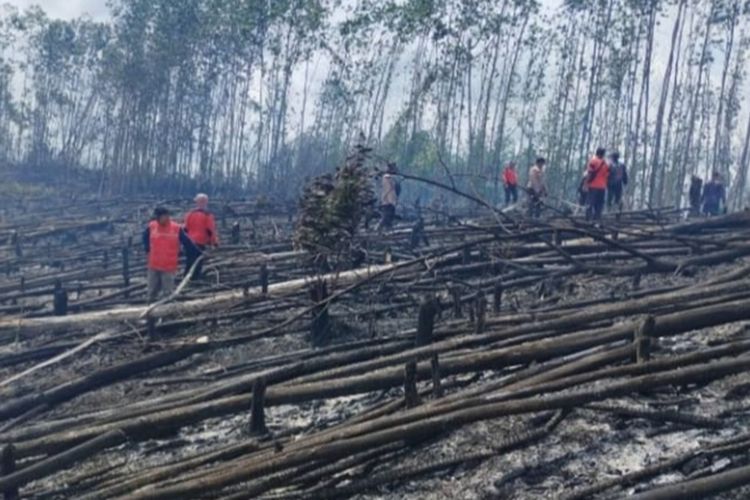 Hutan TNTN di Kabupaten Pelalawan, Riau, yang dirambah dan dibakar beberapa waktu lalu.
