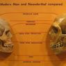 Mengapa Wajah Manusia Modern Lebih Kecil Dibandingkan Neanderthal?