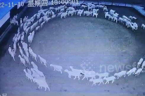 Fenomena Aneh Kawanan Domba di China Jalan Berputar-putar Selama 12 Hari, Terekam Kamera Pemiliknya