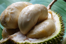 Mengenal Durian Lato-lato, Durian Mini Asli Lereng Gunung Semeru