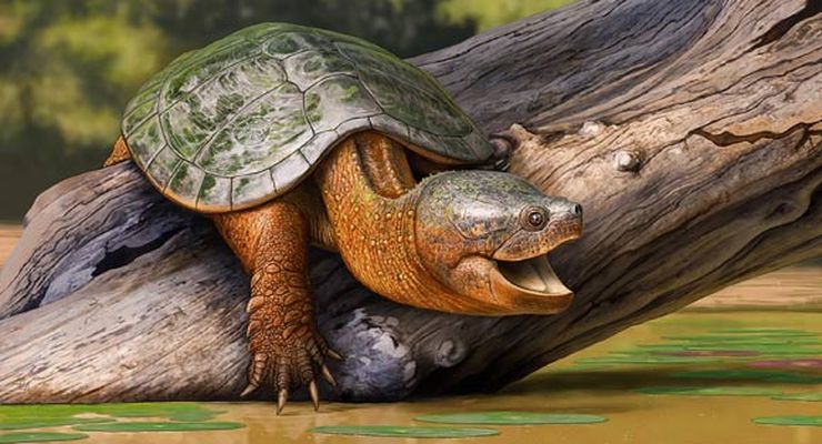 Spesies Kura-Kura Air Tawar yang Baru Ditemukan, Selamat dari Kepunahan Dinosaurus