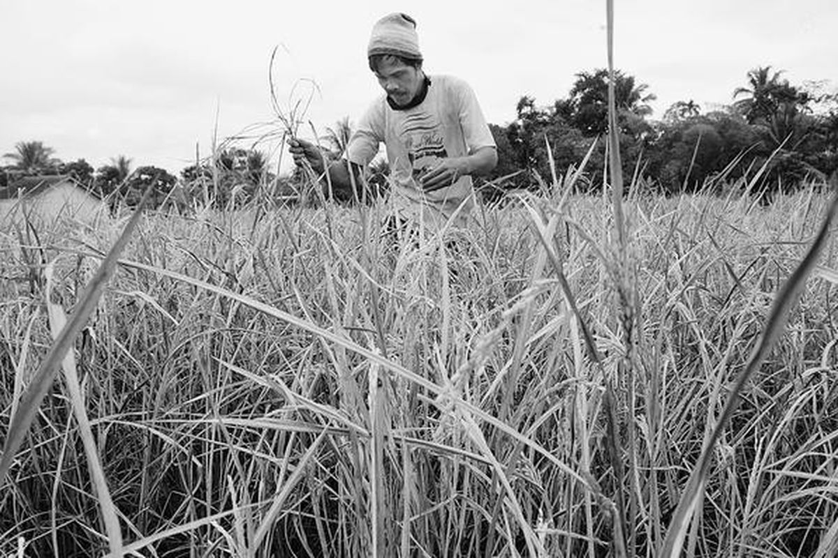 Seorang petani membersihkan tanaman padinya yang puso akibat diserang hama wereng coklat di Desa Kali Tinggar Lor, Kecamatan Padamara, Kabupaten Purbalingga, Kamis (24/6). Akibat serangan hama wereng coklat di Purbalingga, 6,5 hektar tanaman padi puso.