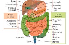 Perbedaan Usus Halus dan Usus Besar