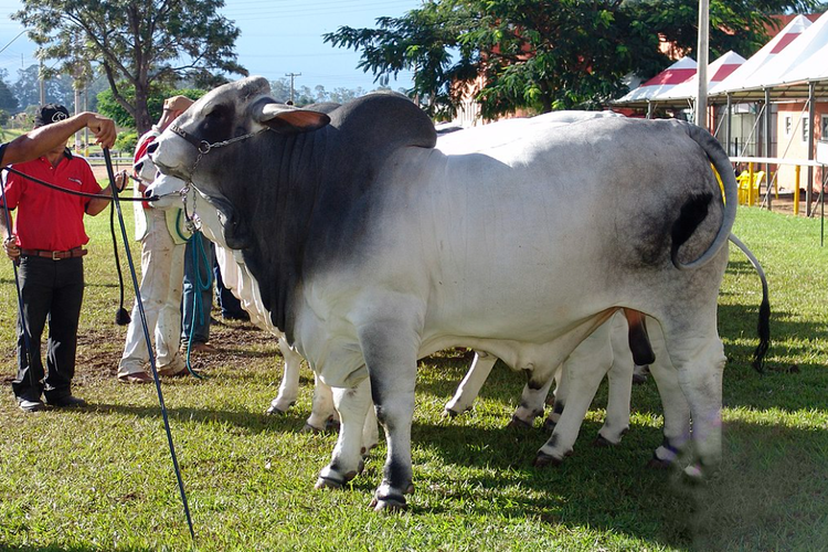 Ilustrasi sapi brahman