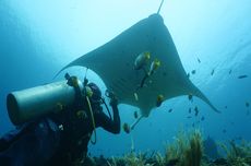 Penambangan Pasir Laut Ancam Hiu Berjalan dan Pari Manta yang Hampir Punah