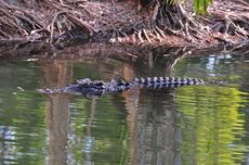 Kota Kecil di Australia Ini Gelar Pemakaman untuk Seekor Buaya