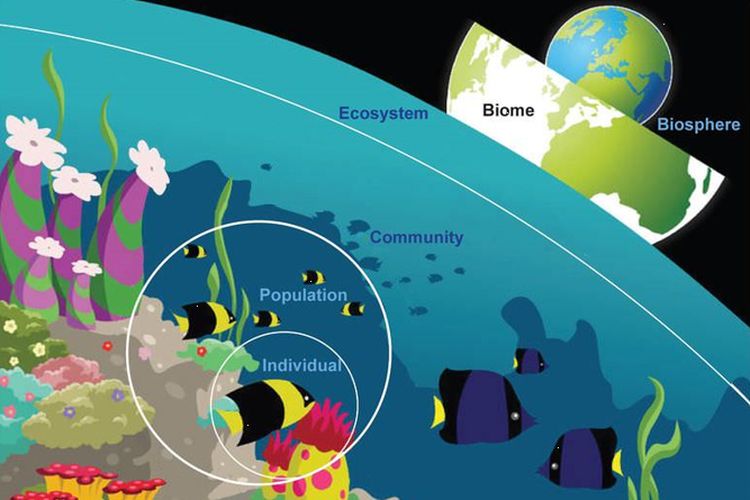 Ilustrasi individu, populasi, komunitas, ekosistem, dan biosfer.