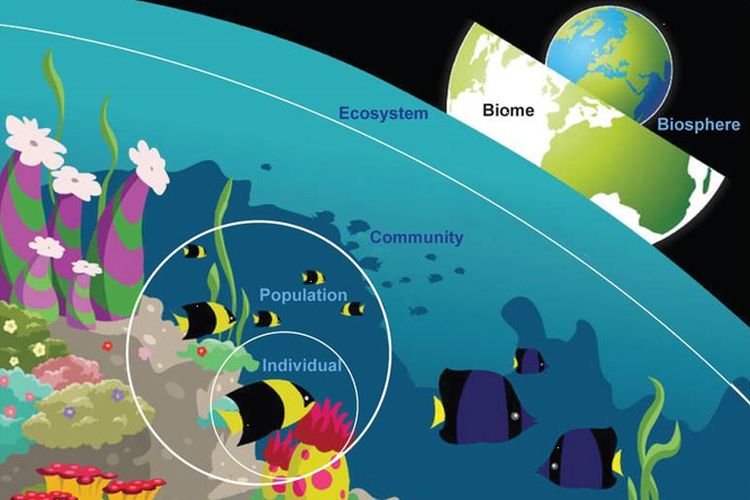 Apa Yang Dimaksud Dengan Ekosistem Dan Individu