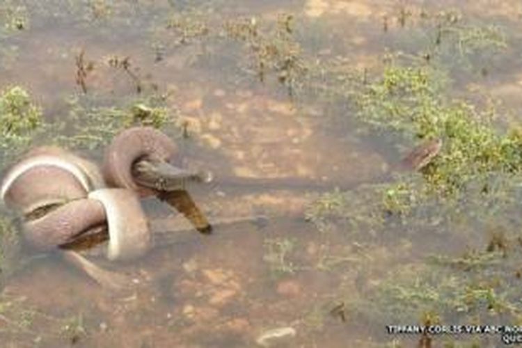 Seekor ular memenangkan pertarungan alot melawan seekor buaya di wilayah utara Queensland, Australia, dan kemudian melahap sang buaya. Peristiwa luar biasa yang terjadi di Danau Moondarra, di dekat Gunung Isa ini berhasil diambil gambarnya oleh penduduk setempat.