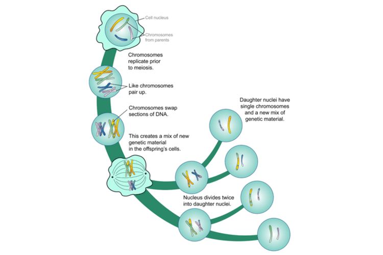 Pembelahan meiosis yang menghasilkan gamet