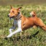 10 Ras Anjing Asal Afrika, Ada yang Berasal dari Era Mesir Kuno