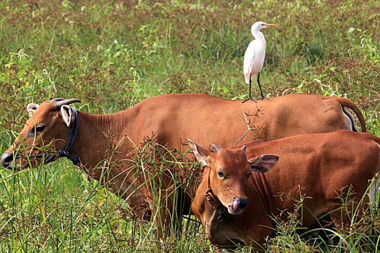 Seekor burung kuntul kerbau hinggap di atas punggung seekor sapi Bali di Goronatlo