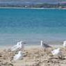 Mengenal Geraldton, Kota Kecil di Australia Barat