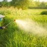 Muasal Pestisida, Awalnya Berbentuk Bubuk