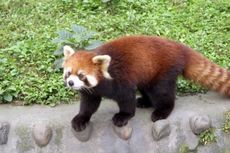 Telah Hilang, Seekor Panda Merah!