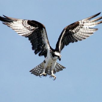 Ilustrasi burung Osprey yang merupakan burung pemangsa.