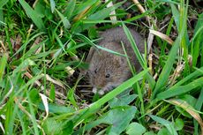 Cara Mengusir Tikus di Sawah Secara Alami, Bisa Pakai Kulit Durian