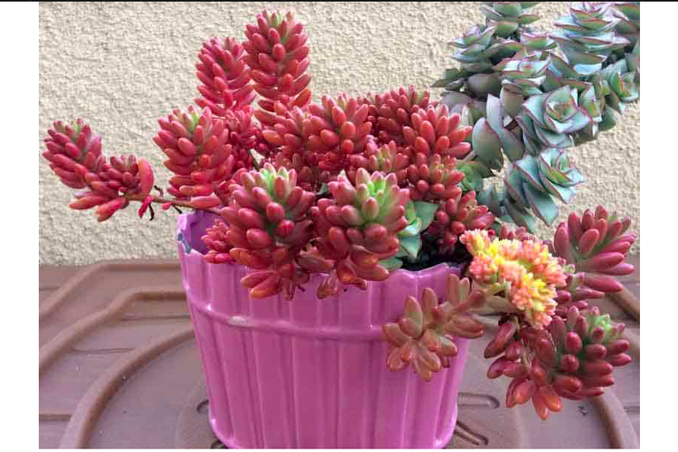 Pink jelly bean succulent.