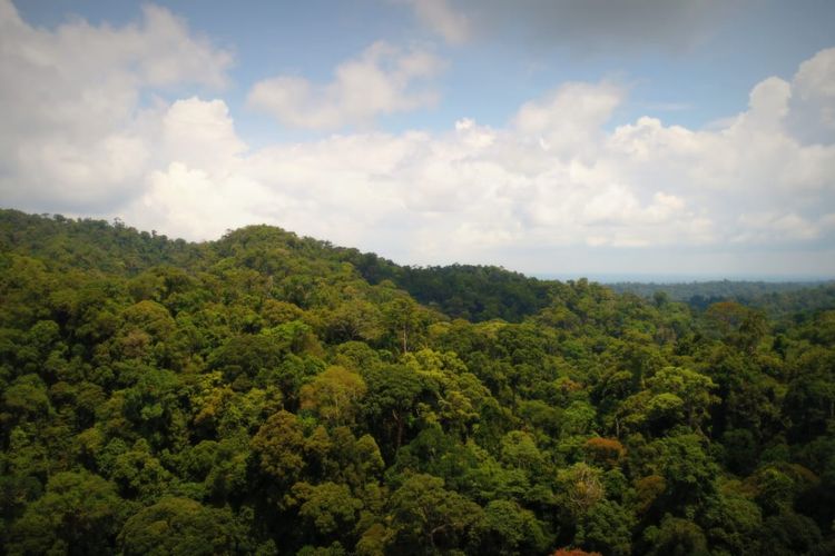 Kawasan hutan Taman Nasional Bukit Duabelas tempat hidup dan berkehidupan Orang Rimba