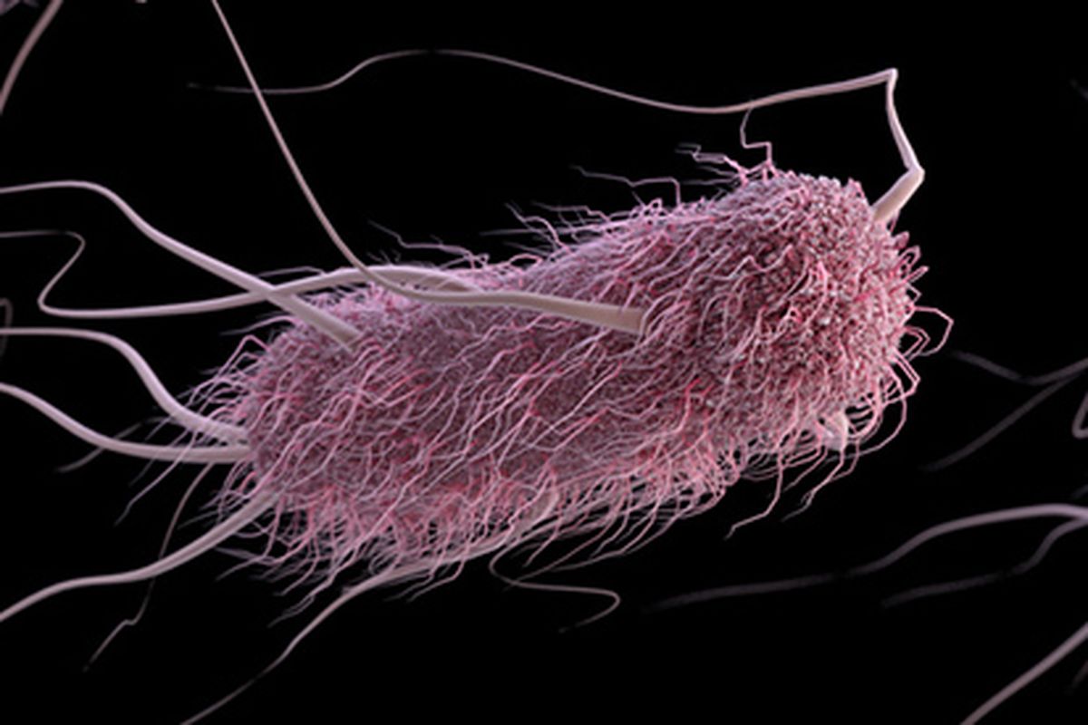 Bakteri Escherichia coli dalam usus