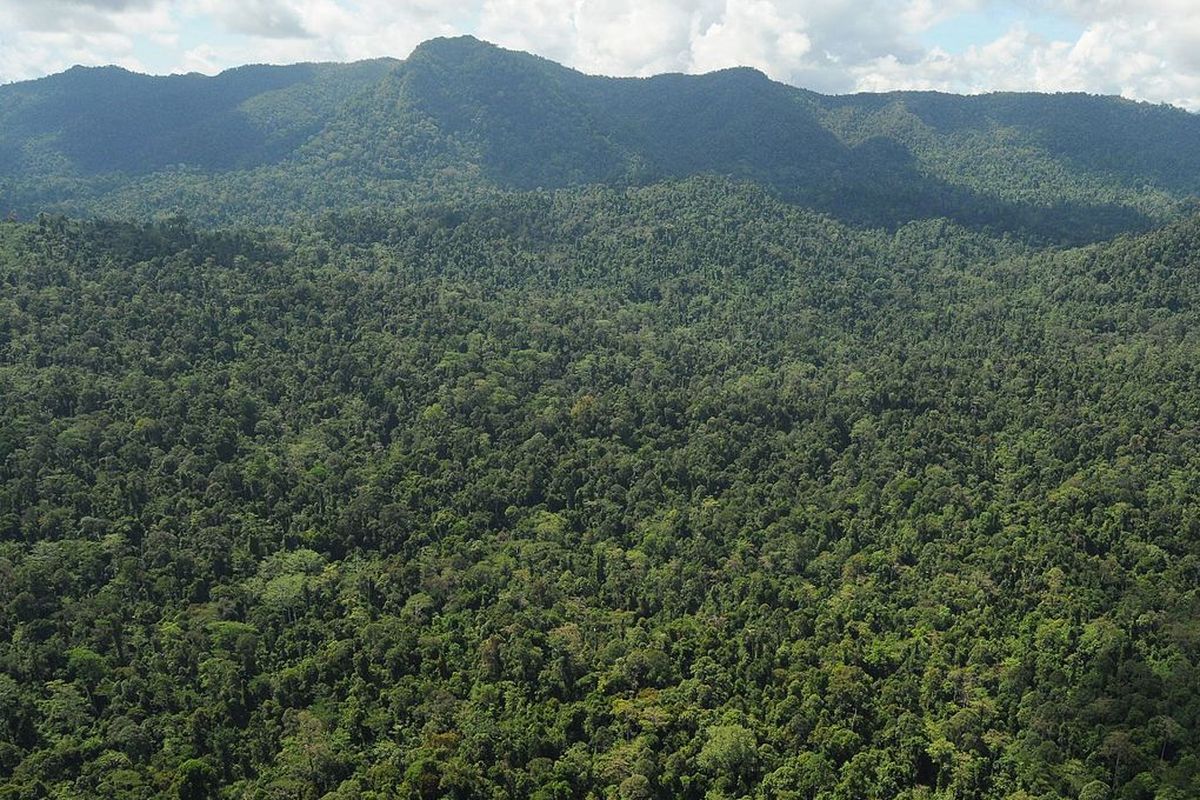 Ilustrasi hutan 