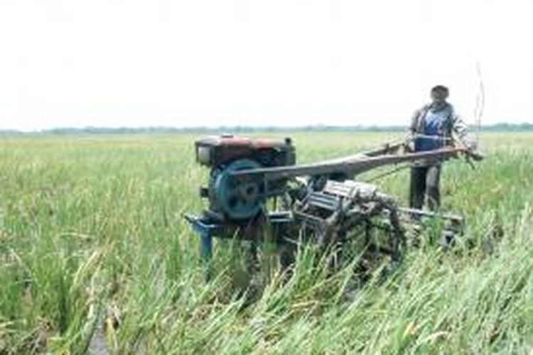 Petani Desa Bumirejo, Kecamatan Guntur, Demak, mentraktor tanaman padi yang mati akibat serangan hama tikus, Rabu (13/11/2013)