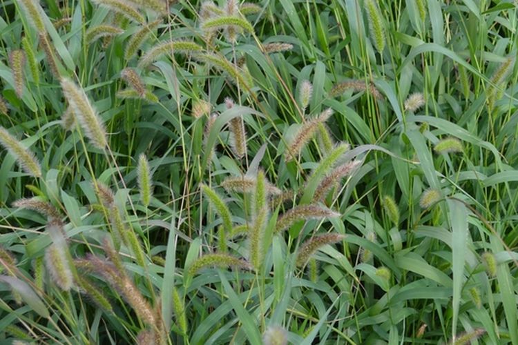 Ilustrasi rumput setaria.