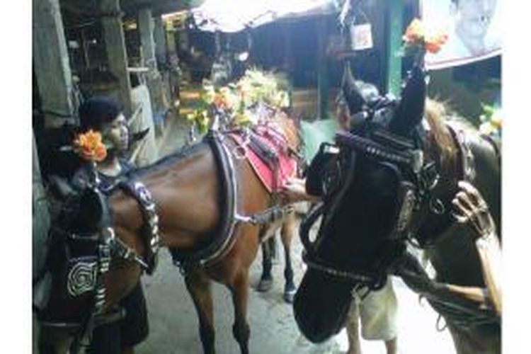 Srikandi dan Agustin, dua kuda betina yang akan dipakai oleh Jokowi dan istrinya, Iriana, dalam kirab setelah pelantikan presiden dan wakil presiden terpilih, 20 Oktober mendatang. 