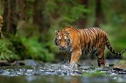 [HOAKS] Video Pengemudi Diterkam Harimau Saat Perbaiki Mobil di Hutan