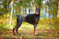 Kenapa Ekor Doberman Dipotong? Ini Sejarah dan Alasannya