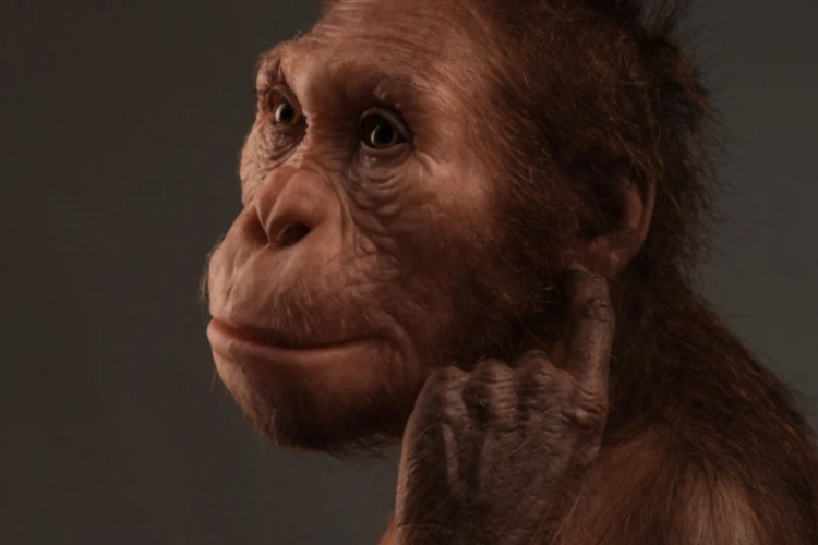 Rekonstruksi  Australopithecus sediba

