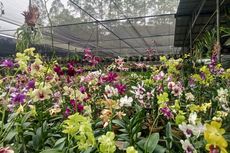 Taman Anggrek Ragunan, Sentra Pencinta Anggrek dengan Harga Terjangkau