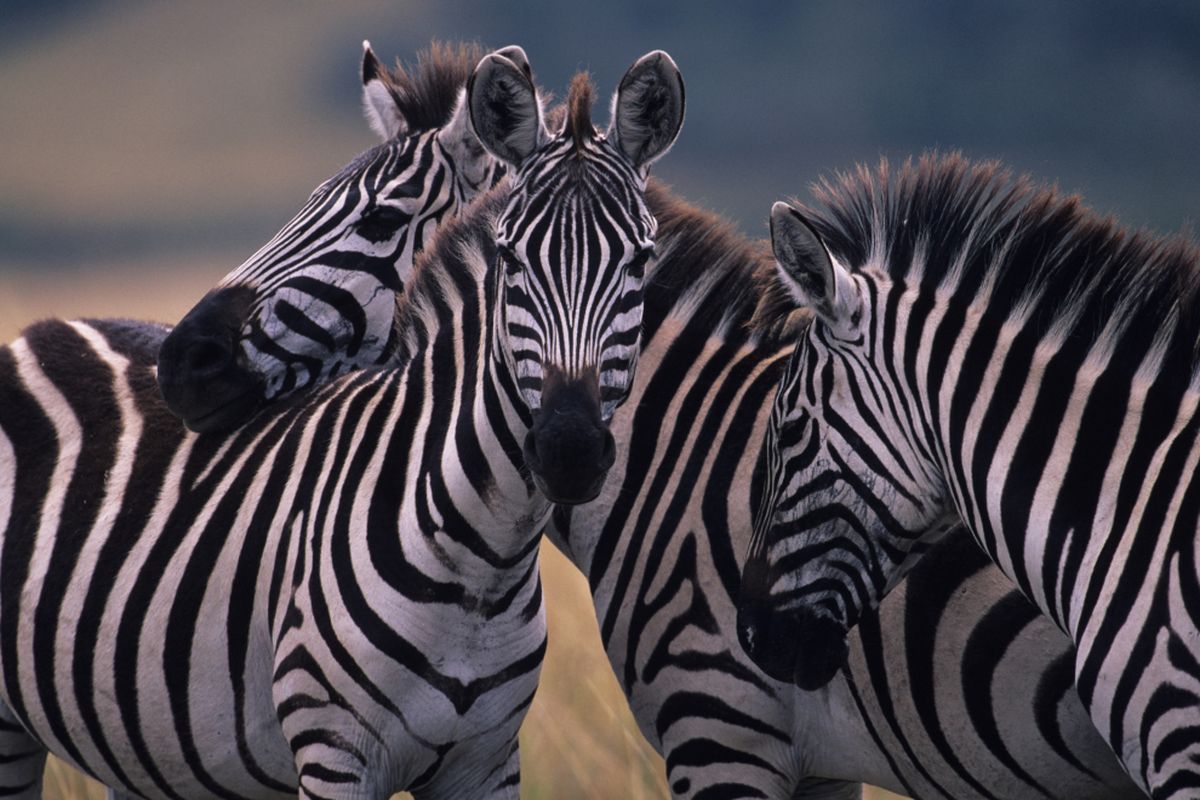 Ilustrasi zebra