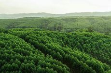 Hutan Konservasi: Pengertian dan Fungsinya