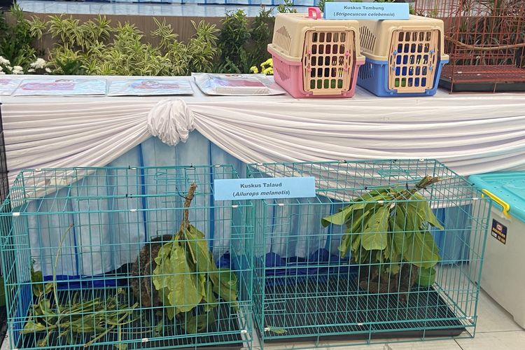 Jaringan Perdagangan Kuskus Internasional Terbongkar Lewat Akun Pecinta Satwa di Facebook