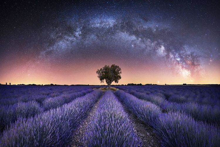 Foto luas dari ladang lavender.