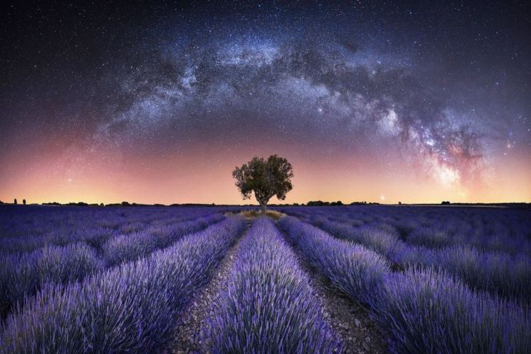 Foto panorama ladang lavender.