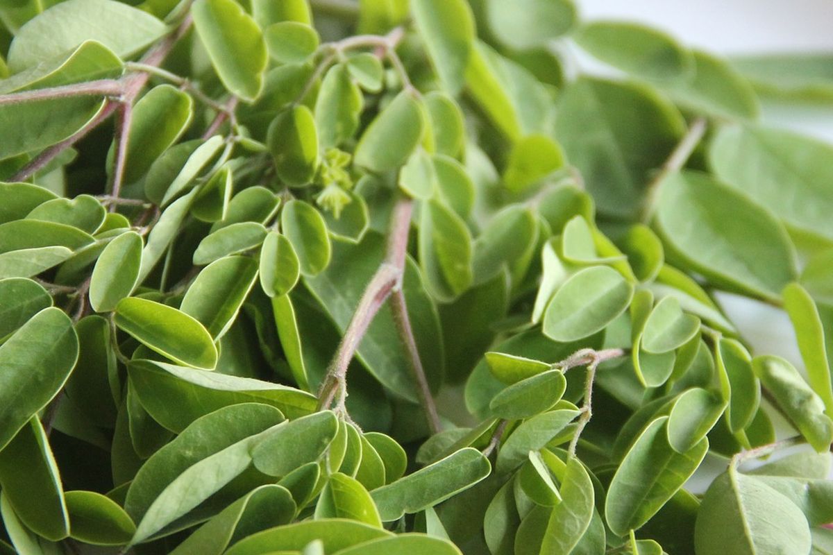 Ilustrasi daun kelor. 