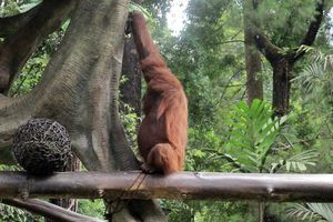 Cegah Kepunahan Lewat Perjodohan, Indonesia Kirim Orangutan Jennifer ke Jepang