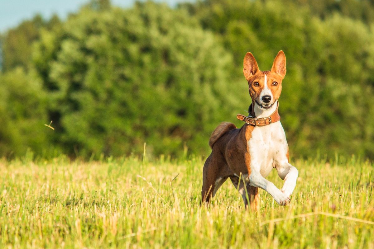 Ilustrasi anjing Basenji.