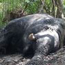 Gajah Mati di Sekitar Sungai, Pemkab Nagan Raya Kerahkan Tim ke Lokasi