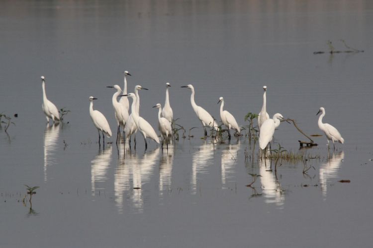 Kumpulan burung kuntul kecil (Egretta garzetta) di Danau Limboto. Di kawasan lahan basah ini terdapat 94 jenis burung air yang berhasil didata oleh Perkumpulan Biodiversitas Gorontalo (Biota).