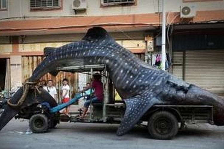 Dalam foto yang diunggah ke situs mikroblog Weibo ini terlihat seorang nelayan membawa ikan hiu paus di atas sebuah kendaraan keliling kota sebelum dijual ke pasar kota XIangzhi.