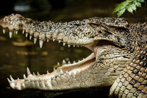 Mandi di Sungai, IRT di Kotabaru Tewas Diterkam Buaya