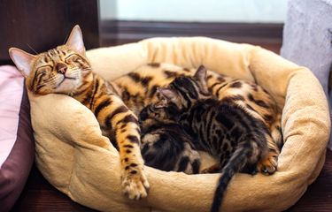 Berapa Banyak Puting Susu yang Dimiliki Kucing? Ini Penjelasannya ...